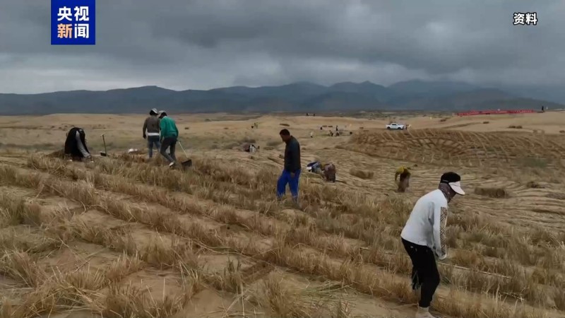 数十万亩绿进沙退！探访青海湖流域沙地里的“绿色网格”