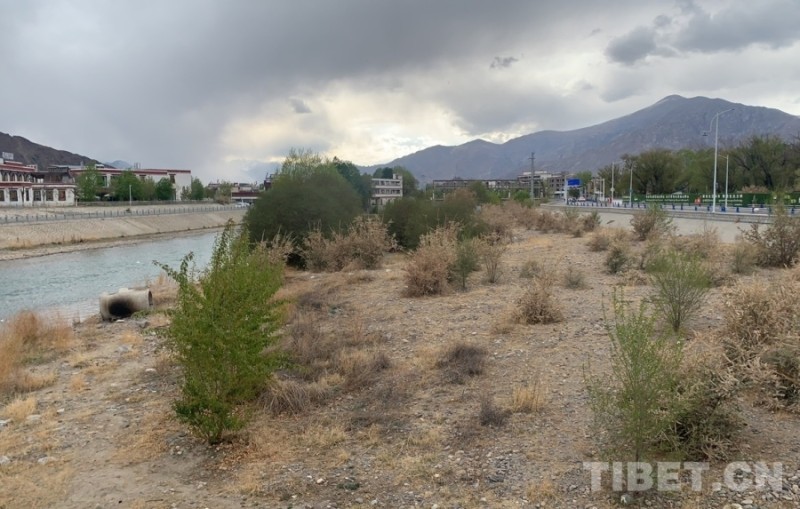 辉煌60年・我们的家园｜昔日荒滩变身美景 拉萨的诗意写在绿水青山间