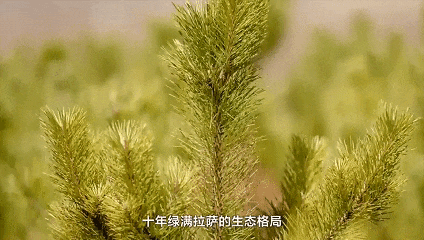备好小马扎 共赴拉萨南北山“植”旅