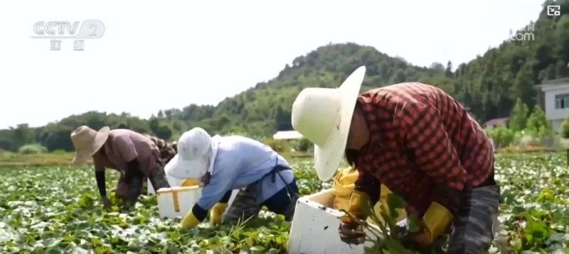 夏日特色水产采收正当时 多样化供给丰富市民餐桌