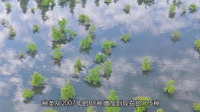 新华视点丨守护鸟类家园 共绘生态蓝图