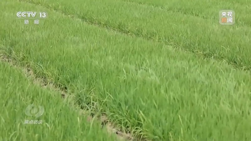 焦点访谈丨良田+良种+良机+良法 来看各地保丰收秘籍