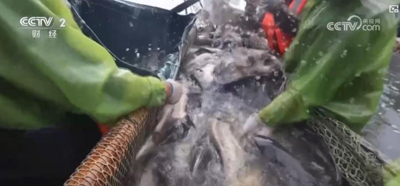 夏日特色水产采收正当时 多样化供给丰富市民餐桌