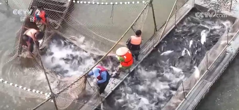 夏日特色水产采收正当时 多样化供给丰富市民餐桌