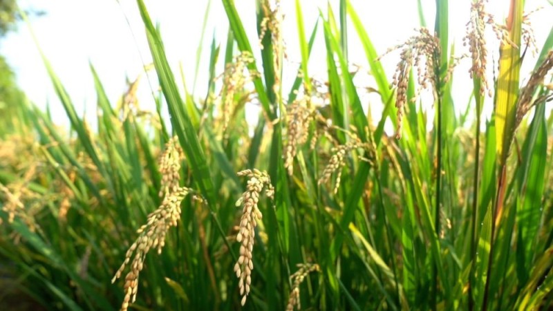 新华视点｜消费热潮奔涌  创新动能澎湃――夏日经济新观察