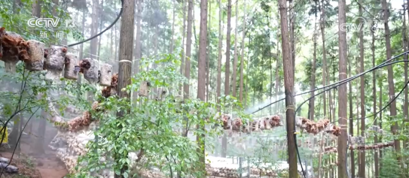 林下经济“点绿成金” “林+”模式为乡村振兴增添绿色动能