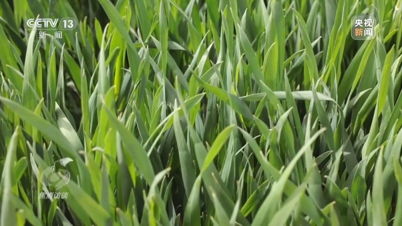 焦点访谈丨“一喷三防”、水肥一体化滴灌 我国夏粮产区抗旱有妙招