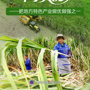 习近平总书记关切事｜一根甘蔗“两头甜”——把地方特色产业做优做强之一