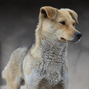 中华田园犬，为何被这些城市拒之门外？