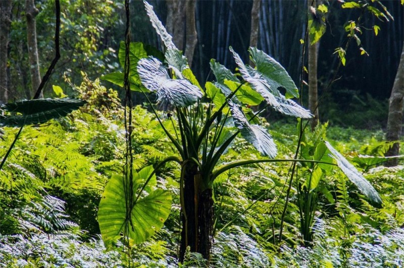 这4种常见植物有毒！别吃！家里有娃的，尤其要注意→