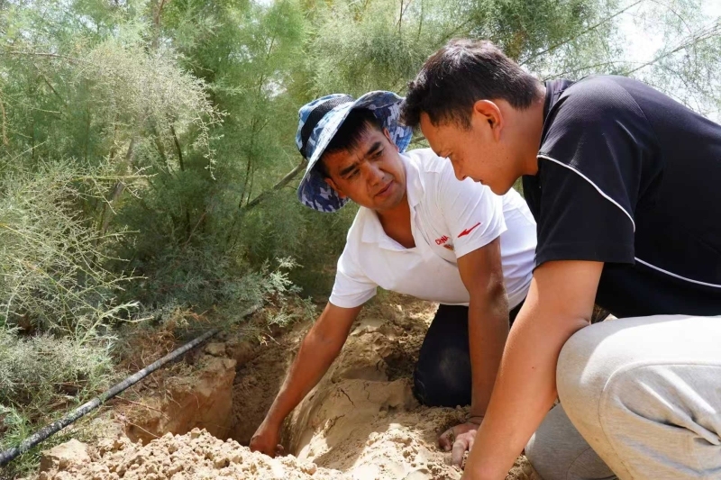 践行“两山”理念 建设美丽新疆丨于田“沙漠园丁”种出全国八成肉苁蓉