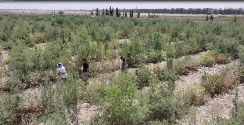 践行“两山”理念 建设美丽新疆丨于田“沙漠园丁”种出全国八成肉苁蓉