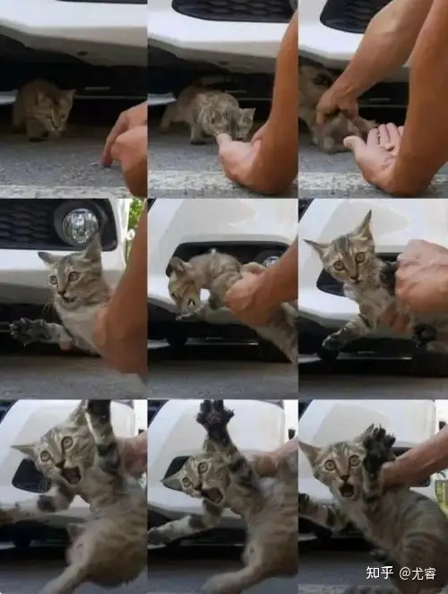 瞎扯 · 如何判断一只流浪猫愿不愿意跟我回家一起生活?