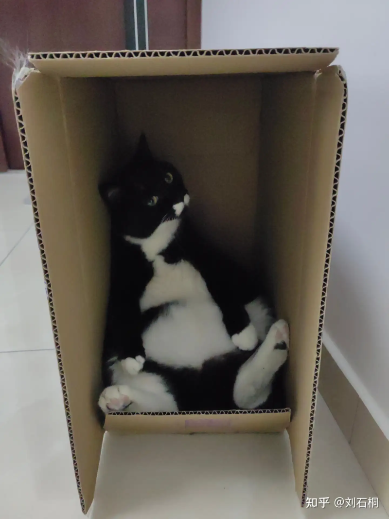 瞎扯 · 如何判断一只流浪猫愿不愿意跟我回家一起生活?
