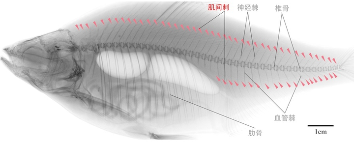 中国的本地的常见食用淡水鱼，为什么大都刺多？纯粹是因为自然条件不好吗？