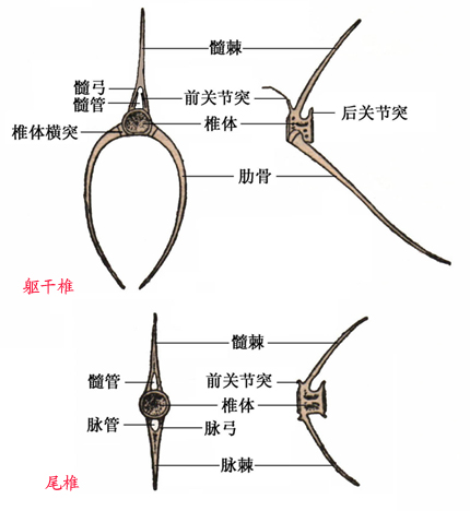 中国的本地的常见食用淡水鱼，为什么大都刺多？纯粹是因为自然条件不好吗？