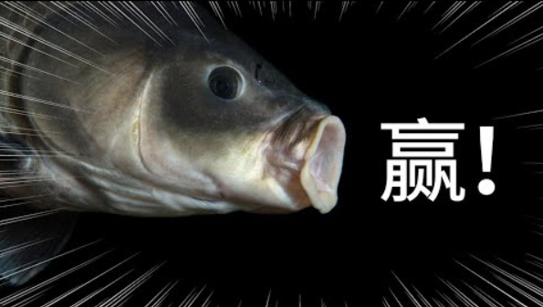 中国的本地的常见食用淡水鱼，为什么大都刺多？纯粹是因为自然条件不好吗？