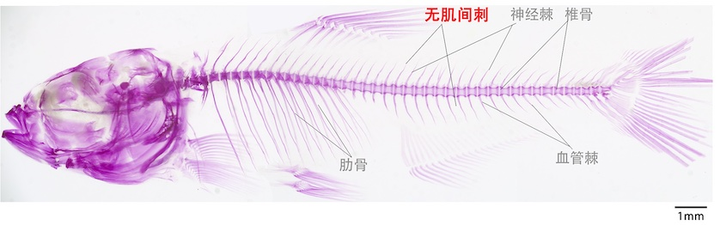 中国的本地的常见食用淡水鱼，为什么大都刺多？纯粹是因为自然条件不好吗？