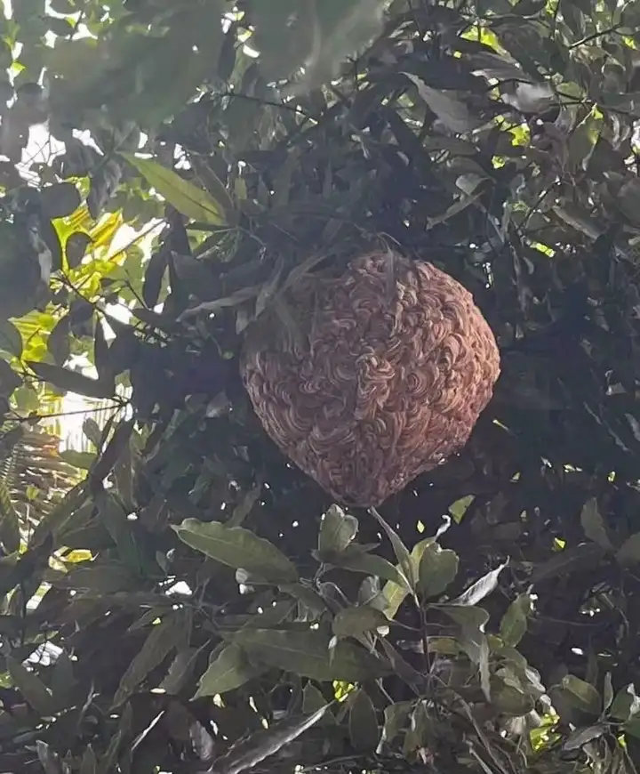 瞎扯 · 妃子笑是荔枝中最难吃的品种吗？