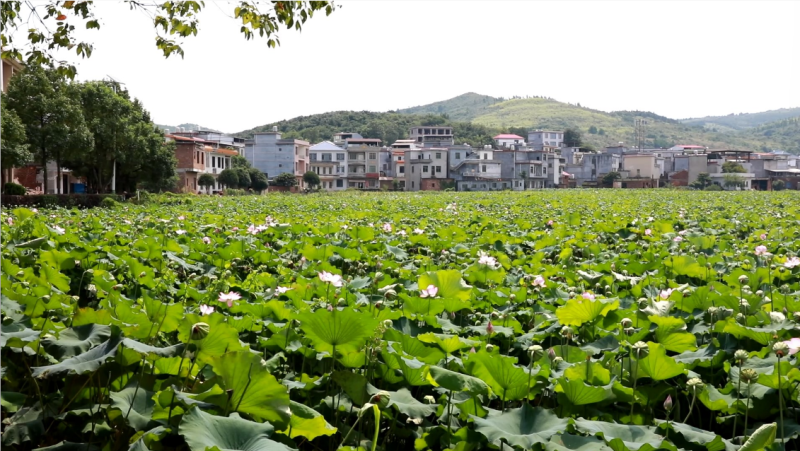 湖南嘉禾：“农旅融合”绘新景