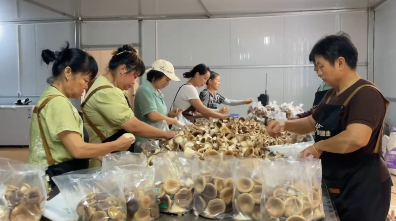湖南嘉禾：闲置土地焕新生 小蘑菇撑起大产业
