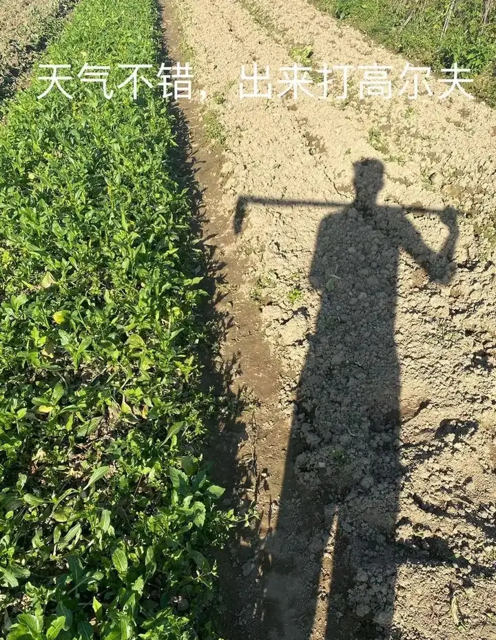 瞎扯 · 吃完毒蘑菇,哪一刻你知道自己坏菜了?