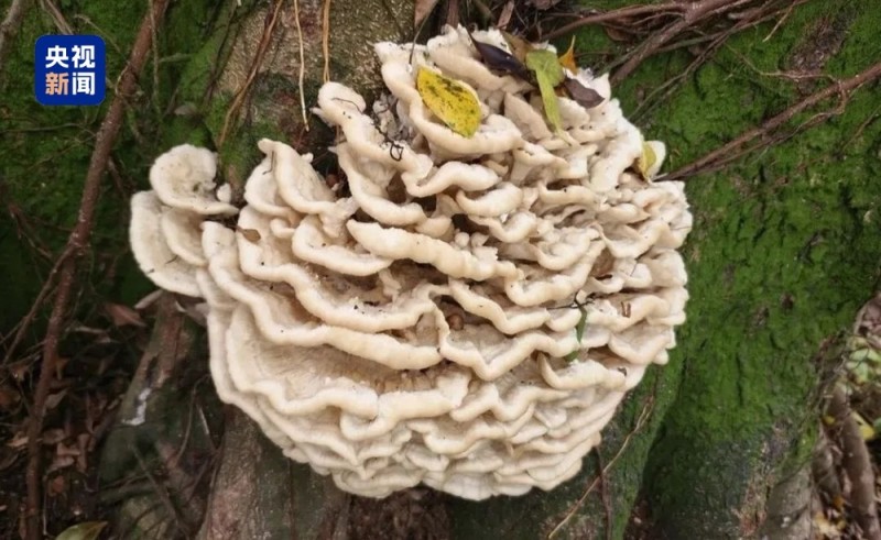 首次发现此真菌 广西发现花状肉齿耳