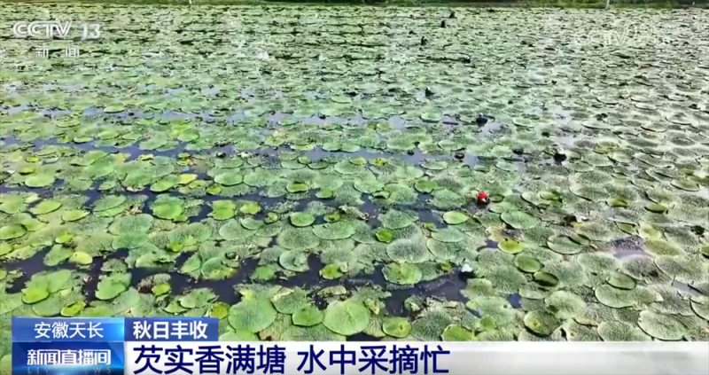 特色产业绘就秋日好“丰”光 果蔬飘香激活乡村振兴“新引擎”