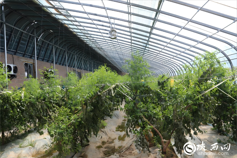 大河奔涌万象新 丨黄河水润大荔县 冬枣绿映生态链