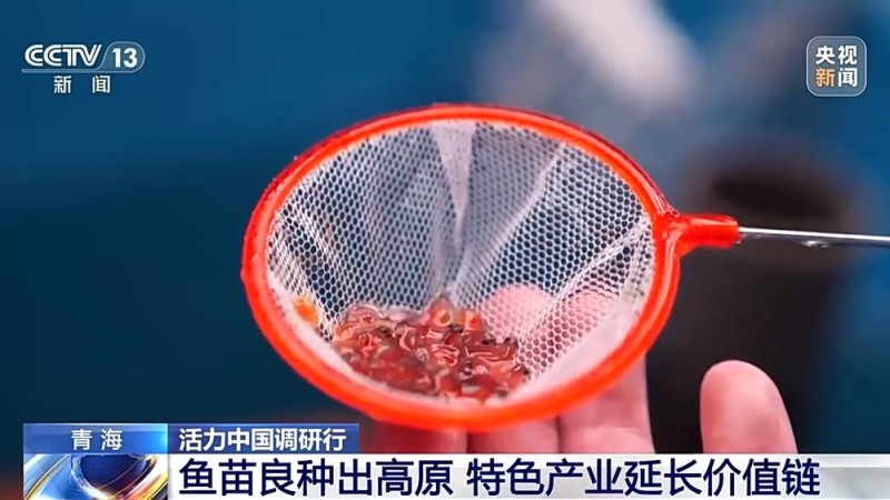 活力中国调研行丨“一季火”到“四季新” 高原小城打造文旅新名片