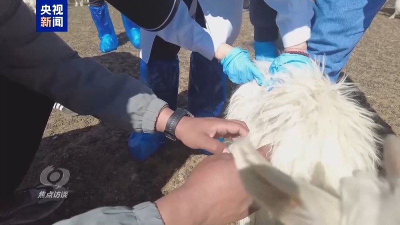 焦点访谈丨白羊绒走出去 新游客走进来 援藏硕果满高原
