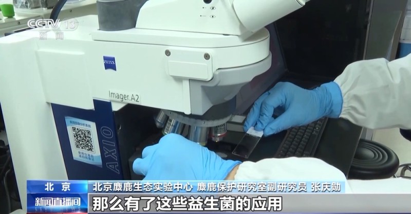 应对遗传瓶颈 北京首次开展境外种群基因分析助力科学保护麋鹿