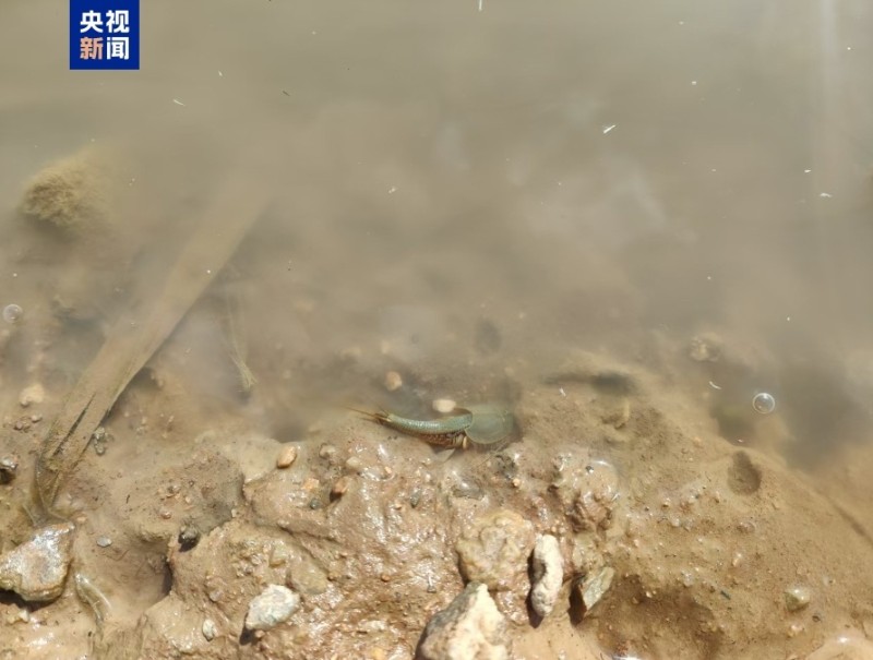 “活化石”鲎虫罕见现身极旱荒漠国家级自然保护区