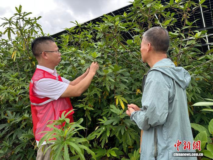 （乡村行・看振兴）广西崇左阳光下的“绿色银行”：板上“生电” 板下“生金”