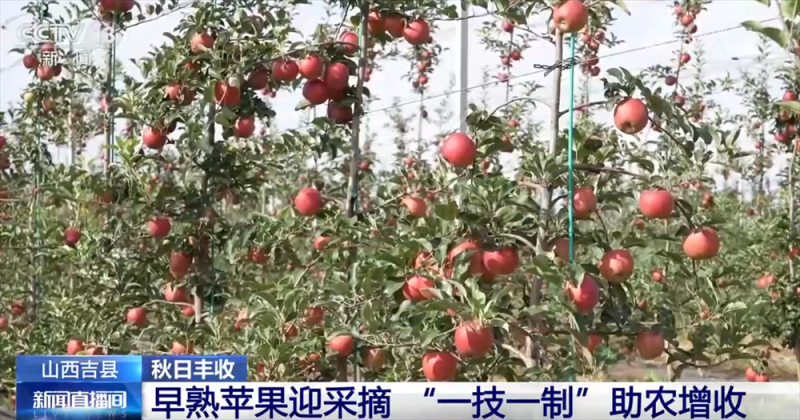 特色产业绘就秋日好“丰”光 果蔬飘香激活乡村振兴“新引擎”