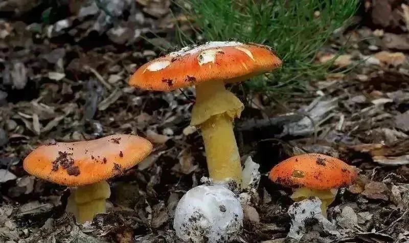 雨后大量出现！别摘、别买、别吃，可致多器官衰竭