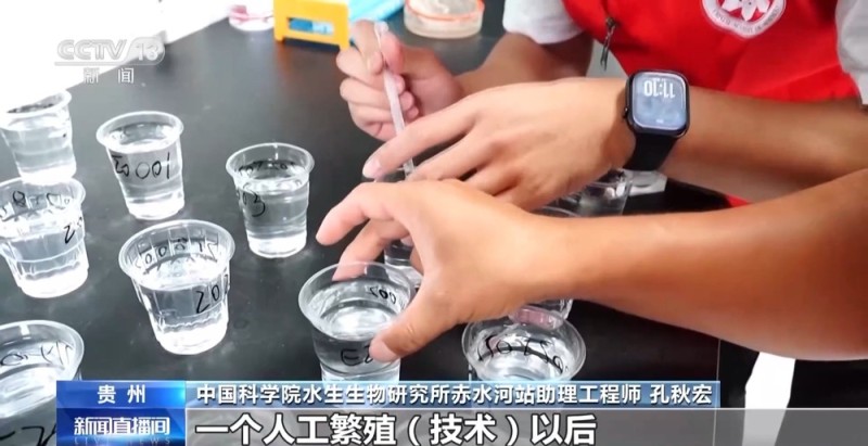 长江十年禁渔“期中卷”成绩亮眼 全流域鱼类资源总体恢复明显