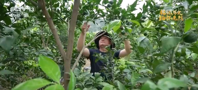 抗日根据地・今昔巨变丨革命老区产业兴旺焕新生 民生不断改善