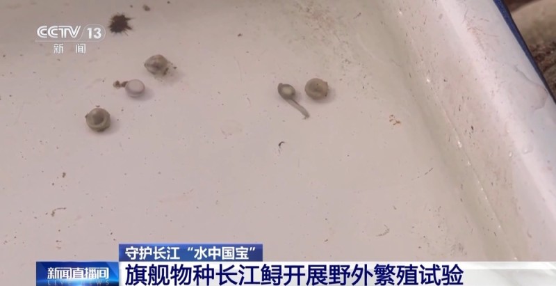 长江十年禁渔“期中卷”成绩亮眼 全流域鱼类资源总体恢复明显