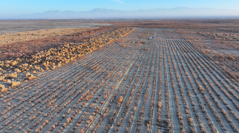 践行“两山”理念 建设美丽新疆丨于田“沙漠园丁”种出全国八成肉苁蓉