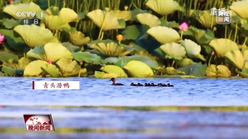 看见美丽中国丨共同守护一泓清水 在藕花深处看生态蝶变