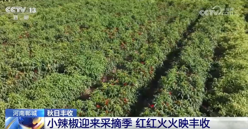 特色产业绘就秋日好“丰”光 果蔬飘香激活乡村振兴“新引擎”
