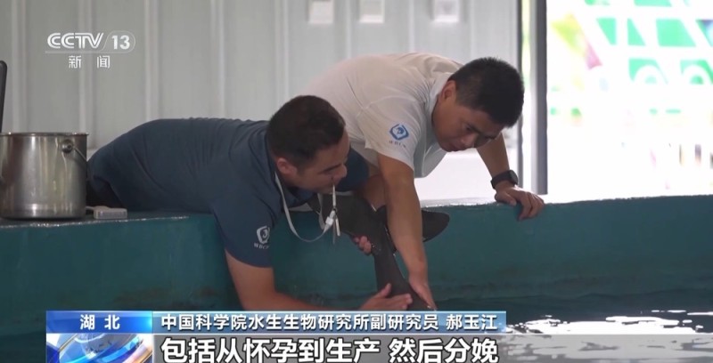 长江十年禁渔“期中卷”成绩亮眼 全流域鱼类资源总体恢复明显