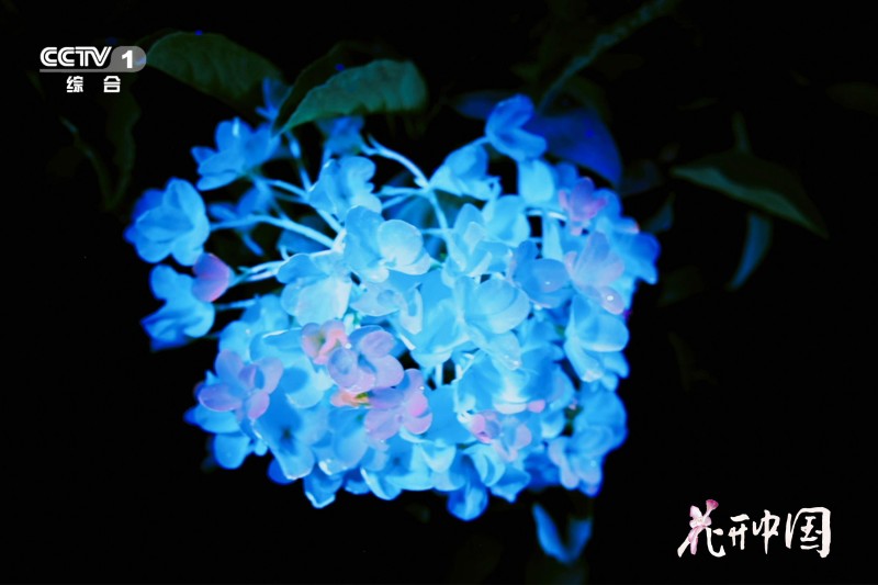 《花开中国》开播，在繁花中遇见美好生活