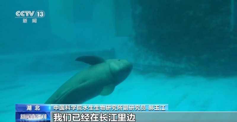 长江十年禁渔“期中卷”成绩亮眼 全流域鱼类资源总体恢复明显