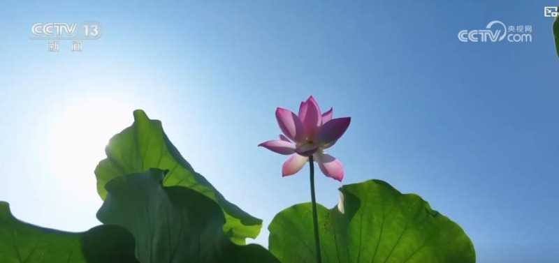 “以花兴业、以景促旅、以绿生金” “美丽经济” 点亮乡村振兴新路径
