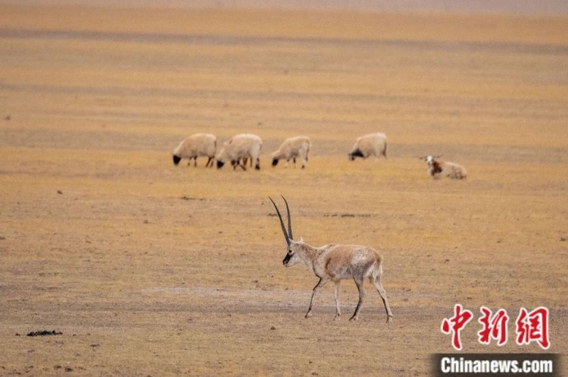 人这一辈子,一定要去一趟西藏!