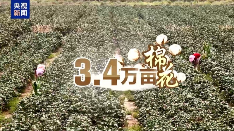 沙漠里也能养海鲜、种水稻？看新疆如何“点沙成金”