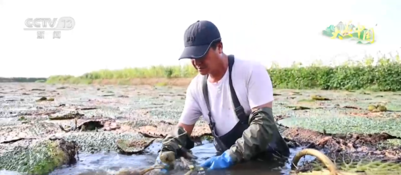 “水患”化“水利” 因地制宜发展特色种植 结出乡村振兴“共富果”