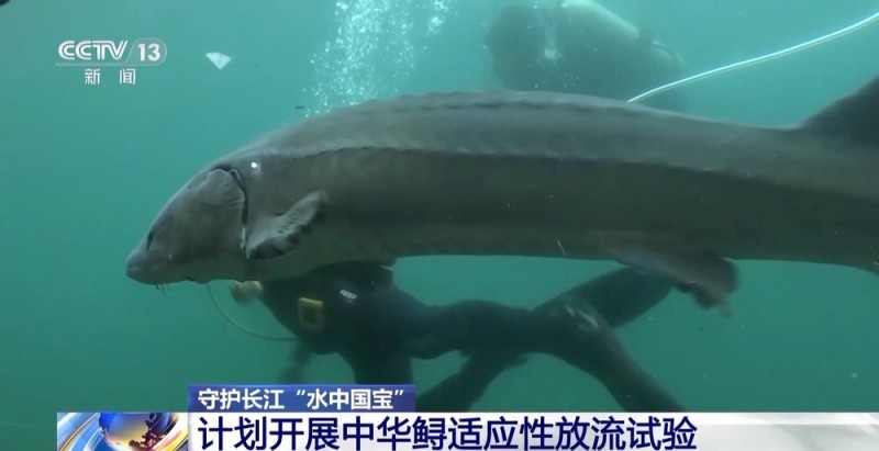 长江十年禁渔“期中卷”成绩亮眼 全流域鱼类资源总体恢复明显